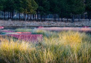 NC Museum of Art Stormwater Pond