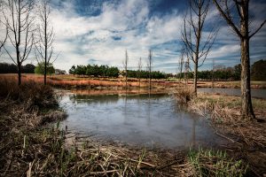 NC Museum of Art Stormwater Pond