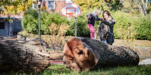 Asheville Playground Renovations