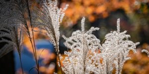 Penland Northlight
